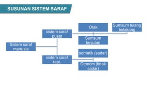 SUSUNAN SISTEM SARAF
Sistem saraf
manusia
sistem saraf
pusat
Otak
Sumsum
lanjutan
Sumsum tulang
belakang
sistem saraf
tepi.
somatik (sadar)
Otonom (tidak
sadar)
 