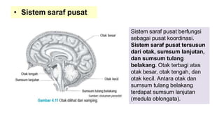 • Sistem saraf pusat
Sistem saraf pusat berfungsi
sebagai pusat koordinasi.
Sistem saraf pusat tersusun
dari otak, sumsum lanjutan,
dan sumsum tulang
belakang. Otak terbagi atas
otak besar, otak tengah, dan
otak kecil. Antara otak dan
sumsum tulang belakang
terdapat sumsum lanjutan
(medula oblongata).
 