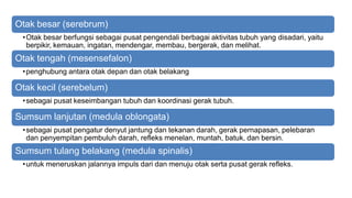 Otak besar (serebrum)
•Otak besar berfungsi sebagai pusat pengendali berbagai aktivitas tubuh yang disadari, yaitu
berpikir, kemauan, ingatan, mendengar, membau, bergerak, dan melihat.
Otak tengah (mesensefalon)
•penghubung antara otak depan dan otak belakang
Otak kecil (serebelum)
•sebagai pusat keseimbangan tubuh dan koordinasi gerak tubuh.
Sumsum lanjutan (medula oblongata)
•sebagai pusat pengatur denyut jantung dan tekanan darah, gerak pernapasan, pelebaran
dan penyempitan pembuluh darah, refleks menelan, muntah, batuk, dan bersin.
Sumsum tulang belakang (medula spinalis)
•untuk meneruskan jalannya impuls dari dan menuju otak serta pusat gerak refleks.
 