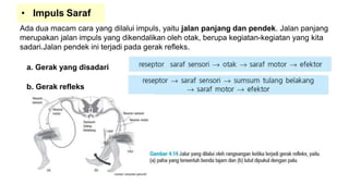 • Impuls Saraf
Ada dua macam cara yang dilalui impuls, yaitu jalan panjang dan pendek. Jalan panjang
merupakan jalan impuls yang dikendalikan oleh otak, berupa kegiatan-kegiatan yang kita
sadari.Jalan pendek ini terjadi pada gerak refleks.
a. Gerak yang disadari
b. Gerak refleks
 