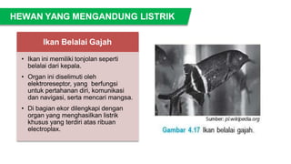 Ikan Belalai Gajah
• Ikan ini memiliki tonjolan seperti
belalai dari kepala.
• Organ ini diselimuti oleh
elektroreseptor, yang berfungsi
untuk pertahanan diri, komunikasi
dan navigasi, serta mencari mangsa.
• Di bagian ekor dilengkapi dengan
organ yang menghasilkan listrik
khusus yang terdiri atas ribuan
electroplax.
HEWAN YANG MENGANDUNG LISTRIK
 