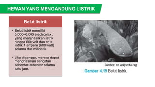 Belut listrik
• Belut listrik memiliki
5.000–6.000 electroplax ,
yang menghasilkan listrik
hingga 600 volt dan arus
listrik 1 ampere (600 watt)
selama dua milidetik.
• Jika diganggu, mereka dapat
menghasilkan sengatan
sebentar-sebentar selama
satu jam.
HEWAN YANG MENGANDUNG LISTRIK
 