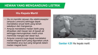 HEWAN YANG MENGANDUNG LISTRIK
Hiu Kepala Martil
• Hiu ini memiliki ratusan ribu elektroreseptor
(ampula Lorenzini) sehingga dapat
mendeteksi sinyal listrik yang lemah
sekalipun dari mangsanya.
• Ampula mendeteksi medan listrik yang
dihasilkan oleh hewan lain di bawah air
sehingga memungkinkan martil untuk
memindai mangsa dari dasar laut.
• Ampula Lorenzini juga dapat mendeteksi
medan magnet bumi yang digunakan untuk
mendeteksi arus laut yang bergerak dalam
medan magnet bumi.
 