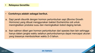 • Contohnya adalah sebagai berikut.
a. Sapi perah disuntik dengan hormon pertumbuhan sapi (Bovine Growth
Hormone) yang dibuat menggunakan bakteri Escherichia coli untuk
meningkatkan produksi susu dan meningkatkan bobot daging ternak.
a. Ikan salmon diberi gen hormon pertumbuhan dari spesies ikan lain sehingga
hanya dalam jangka waktu setahun pertumbuhannya dapat mencapai ukuran
yang biasanya membutuhkan waktu 2–3 tahun.
• Rekayasa Genetika
 
