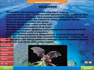 KELUARMENU
SK - KD
Materi
Latihan
Evaluasi
Glosarium
Referensi
MATERI PEMBELAJARAN
KELELAWAR
•Merupakan satu-satunya mamalia yang dapat terbang.
•Jenisnya terdiri atas :  kelelawar buah (pemakan buah), kelelawar ikan
(pemakan ikan), kelelawar lidah panjang (pemakan nektar), kelelawar
katak (pemakan katak), dan kelelawar vampir (penghisap darah).
•Hidup di gua yang lembab dan gelap.
•Mencari makan pada waktu malam hari.
•Memiliki daya pendengaran yang tajam.
•Memiliki kemampuan ekolokasi yaitu menggunakan gelombang bunyi
untuk mengetahui posisi mangsanya.
Pada saat terbang kelelawar mengeluarkan bunyi berfrekuensi tinggi
yang  jika mengenai benda akan menimbulkan pantulan.  Pantulan bunyi
ini ditangkap oleh telinga kelelawar sehingga dapat mengetahui ukuran,
jarak, dan arah benda pada waktu singkat
 