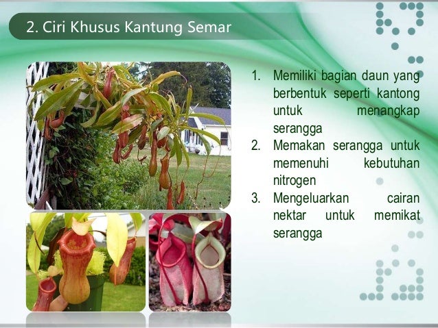 Ipa kelas vi semester 1 ciri khusus tumbuhan Ipa kelas vi semester 1 ciri khusus tumbuhan