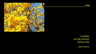 no baldio 
um ipê-amarelo 
clareia o dia 
JobaTridente 
__________________________________JOBA  
