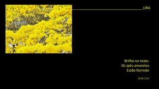 Brilho na mata: 
Os ipês-amarelos 
Estão florindo 
José Lira 
____________________________________LIRA  