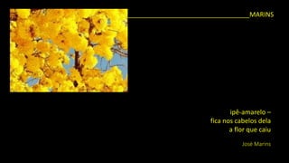 ipê-amarelo – 
fica nos cabelos dela 
a flor que caiu 
José Marins 
__________________________________MARINS  
