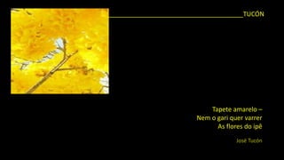Tapete amarelo – Nem o gari quer varrerAs flores do ipêJosé Tucón 
______________________________________TUCÓN  