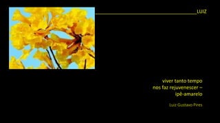 viver tanto tempo 
nos faz rejuvenescer – 
ipê-amarelo 
Luiz Gustavo Pires 
_____________________________________LUIZ  