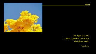 ____________________________________NETE 
um após o outroo vento penteia os cachosdo ipê-amarelo 
NeteBrito  