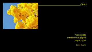 _____________________________________OSIRIS 
rua dos ipês 
entre flores e papéis 
segue o gari 
OsirisDuarte  