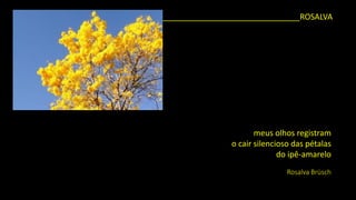 _______________________________ROSALVA 
meus olhos registram 
o cair silencioso das pétalas 
do ipê-amarelo 
Rosalva Brüsch  
