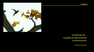 __________________________________VANICE 
manhã de sol – 
no galho do ipê-amarelo 
o canário-terra 
Vanice Ferreira  
