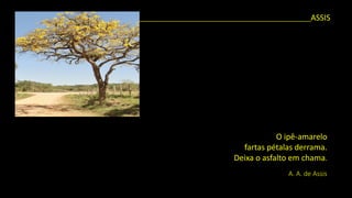 O ipê-amarelo 
fartas pétalas derrama. 
Deixa o asfalto em chama. 
A. A. de Assis 
____________________________________________________ASSIS  
