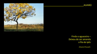 Finda o aguaceiro – 
Deixou de ser amarela 
a fila de ipês 
AlvaroPosselt 
_________________________________ALVARO  