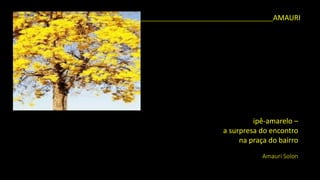 ipê-amarelo – a surpresa do encontrona praça do bairro 
Amauri Solon 
_____________________________________________AMAURI  