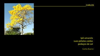 Ipê-amarelo 
suas pétalas caídas 
pedaços de sol 
Carlos Bueno 
__________________________________________CARLOS  