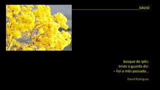 bosque de ipês: 
triste o guarda diz: 
–Foi o mês passado... 
David Rodrigues 
_______________________________________________________DAVID  