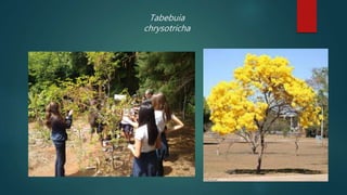 Tabebuia
chrysotricha
 
