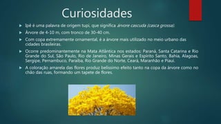 Curiosidades
 Ipê é uma palavra de origem tupi, que significa árvore cascuda (casca grossa).
 Árvore de 4-10 m, com tronco de 30-40 cm.
 Com copa extremamente ornamental, é a árvore mais utilizado no meio urbano das
cidades brasileiras.
 Ocorre predominantemente na Mata Atlântica nos estados: Paraná, Santa Catarina e Rio
Grande do Sul, São Paulo, Rio de Janeiro, Minas Gerais e Espírito Santo, Bahia, Alagoas,
Sergipe, Pernambuco, Paraíba, Rio Grande do Norte, Ceará, Maranhão e Piauí.
 A coloração amarela das flores produz belíssimo efeito tanto na copa da árvore como no
chão das ruas, formando um tapete de flores.
 