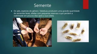 Semente
 Os ipês, espécies do gênero Tabebuia, produzem uma grande quantidade
de sementes leves, aladas com pequenas reservas e que perdem a
viabilidade em poucos dias após a sua coleta.
 