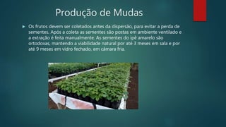 Produção de Mudas
 Os frutos devem ser coletados antes da dispersão, para evitar a perda de
sementes. Após a coleta as sementes são postas em ambiente ventilado e
a extração é feita manualmente. As sementes do ipê amarelo são
ortodoxas, mantendo a viabilidade natural por até 3 meses em sala e por
até 9 meses em vidro fechado, em câmara fria.
 
