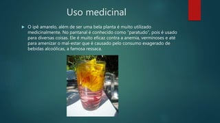 Uso medicinal
 O ipê amarelo, além de ser uma bela planta é muito utilizado
medicinalmente. No pantanal é conhecido como “paratudo”, pois é usado
para diversas coisas. Ele é muito eficaz contra a anemia, verminoses e até
para amenizar o mal-estar que é causado pelo consumo exagerado de
bebidas alcoólicas, a famosa ressaca.
 