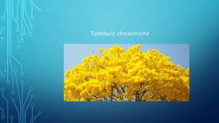 Tabebuia chrysotricha
 