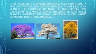 O IPÊ AMARELO É A ÁRVORE BRASILEIRA MAIS CONHECIDA, A
MAIS CULTIVADA E, SEM DÚVIDA NENHUMA, A MAIS BELA. É NA
VERDADE UM COMPLEXO DE NOVE OU DEZ ESPÉCIES COM
CARACTERÍSTICAS MAIS OU MENOS SEMELHANTES, COM FLORES
BRANCAS, AMARELAS OU ROXAS. MAS ENFIM A QUE VAMOS
CITAR AQUI HOJE E O IPÊ AMARELO....
 