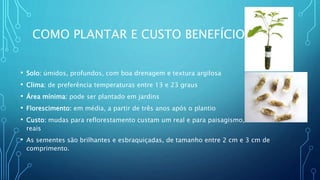 COMO PLANTAR E CUSTO BENEFÍCIO
• Solo: úmidos, profundos, com boa drenagem e textura argilosa
• Clima: de preferência temperaturas entre 13 e 23 graus
• Área mínima: pode ser plantado em jardins
• Florescimento: em média, a partir de três anos após o plantio
• Custo: mudas para reflorestamento custam um real e para paisagismo, até 20
reais
• As sementes são brilhantes e esbraquiçadas, de tamanho entre 2 cm e 3 cm de
comprimento.
 