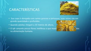 CARACTERÍSTICAS
• Sua copa é alongada com ramos grossos e tortuosos, suas raízes são em
grande quantidade e profundas.
• Quando adultas chegam a 30 metros de altura,
• O ipê-amarelo possui flores melíferas e que maduras podem ser utilizadas
na alimentação humana.
 