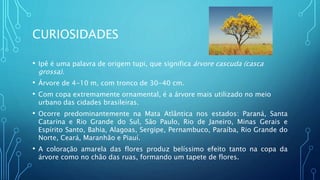 CURIOSIDADES
• Ipê é uma palavra de origem tupi, que significa árvore cascuda (casca
grossa).
• Árvore de 4-10 m, com tronco de 30-40 cm.
• Com copa extremamente ornamental, é a árvore mais utilizado no meio
urbano das cidades brasileiras.
• Ocorre predominantemente na Mata Atlântica nos estados: Paraná, Santa
Catarina e Rio Grande do Sul, São Paulo, Rio de Janeiro, Minas Gerais e
Espírito Santo, Bahia, Alagoas, Sergipe, Pernambuco, Paraíba, Rio Grande do
Norte, Ceará, Maranhão e Piauí.
• A coloração amarela das flores produz belíssimo efeito tanto na copa da
árvore como no chão das ruas, formando um tapete de flores.
 