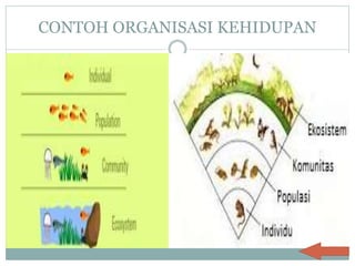 Contoh Individu makhluk hidup dan lingkungannya | PPTX