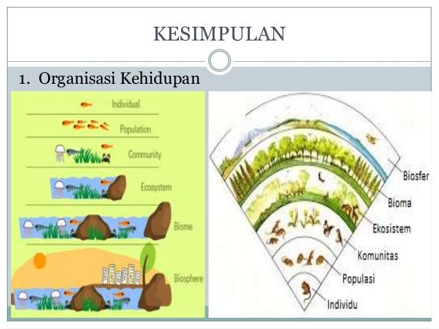 Makhluk hidup dan lingkungannya