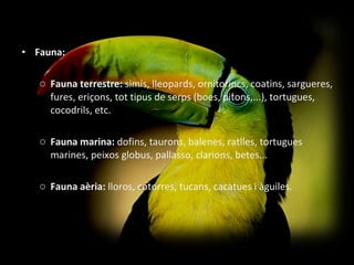 Fauna: Fauna terrestre:  simis, lleopards, ornitorincs, coatins, sargueres, fures, eriçons, tot tipus de serps (boes, pitons,...), tortugues, cocodrils, etc. Fauna marina:  dofins, taurons, balenes, ratlles, tortugues marines, peixos globus, pallasso, clarions, betes... Fauna aèria:  lloros, cotorres, tucans, cacatues i àguiles. 