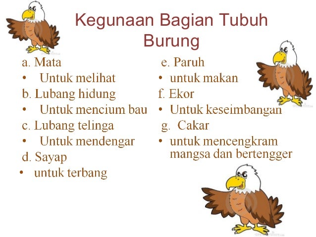 Fungsi Organ Tubuh Burung Blog Kesehatan Anda