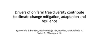 Drivers of on farm tree diversity contribute
to climate change mitigation, adaptation and
resilience
By: Musana S. Bernard, Ndayamabaje J.D., Ndoli A., Mukuralinda A.,
Safari D., Mbonigaba J.J.
 