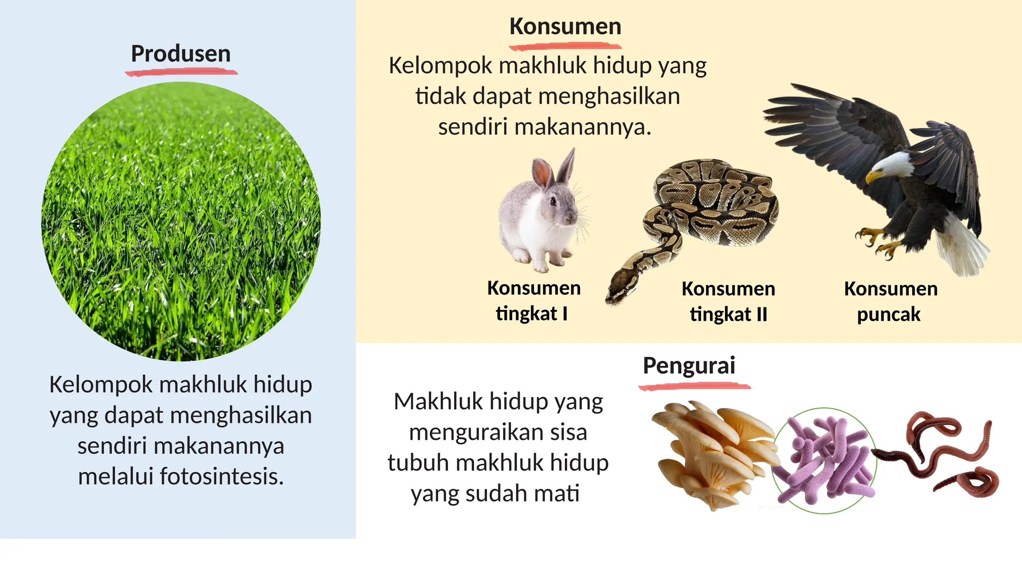 Produsen
Konsumen
Pengurai
Kelompok makhluk hidup
yang dapat menghasilkan
sendiri makanannya
melalui fotosintesis.
Kelompok makhluk hidup yang
tidak dapat menghasilkan
sendiri makanannya.
Konsumen
tingkat I
Konsumen
puncak
Konsumen
tingkat II
Makhluk hidup yang
menguraikan sisa
tubuh makhluk hidup
yang sudah mati
 