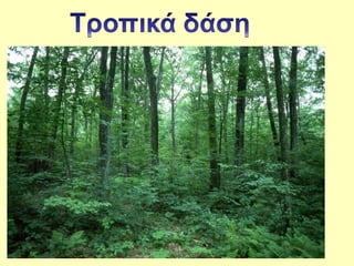 I patrida tou makki