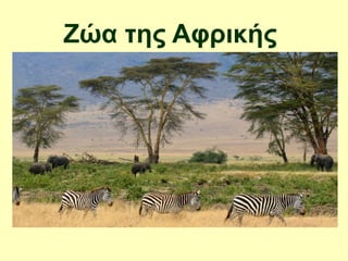 Ζώα της Αφρικής
 