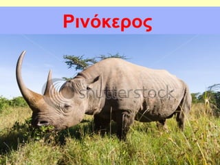 Ρινόκεος
 