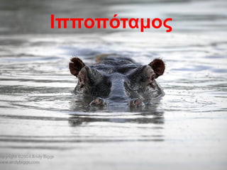 Ιπποπόταμος
 