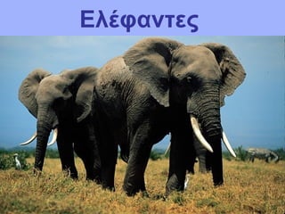 Ελέφαντες
 