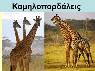 Καμηλοπαδάλεις
 