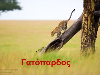 Γατόπαδος
 