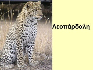 εοπάδαλη
 