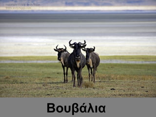 Βουβάλια
 