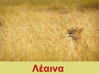 έαινα
 